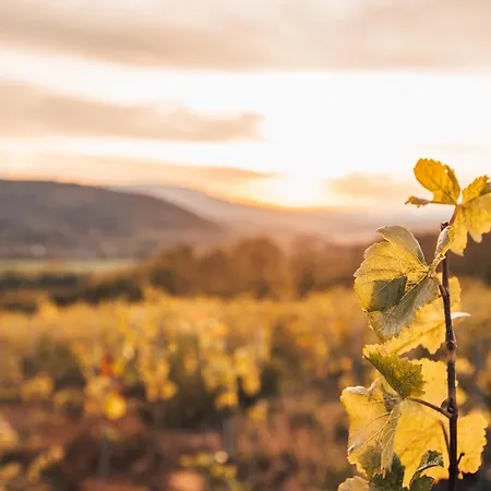 بيت للعطل Aux Cerfs Des Vignes - Groupe