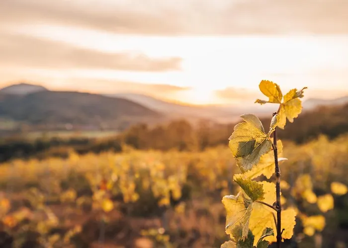 Holiday home Aux Cerfs Des Vignes - Groupe